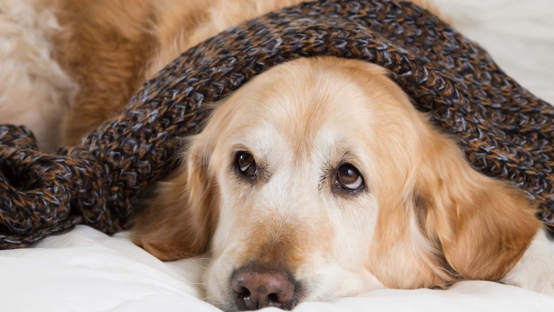 Symptoms of a dog with cold
