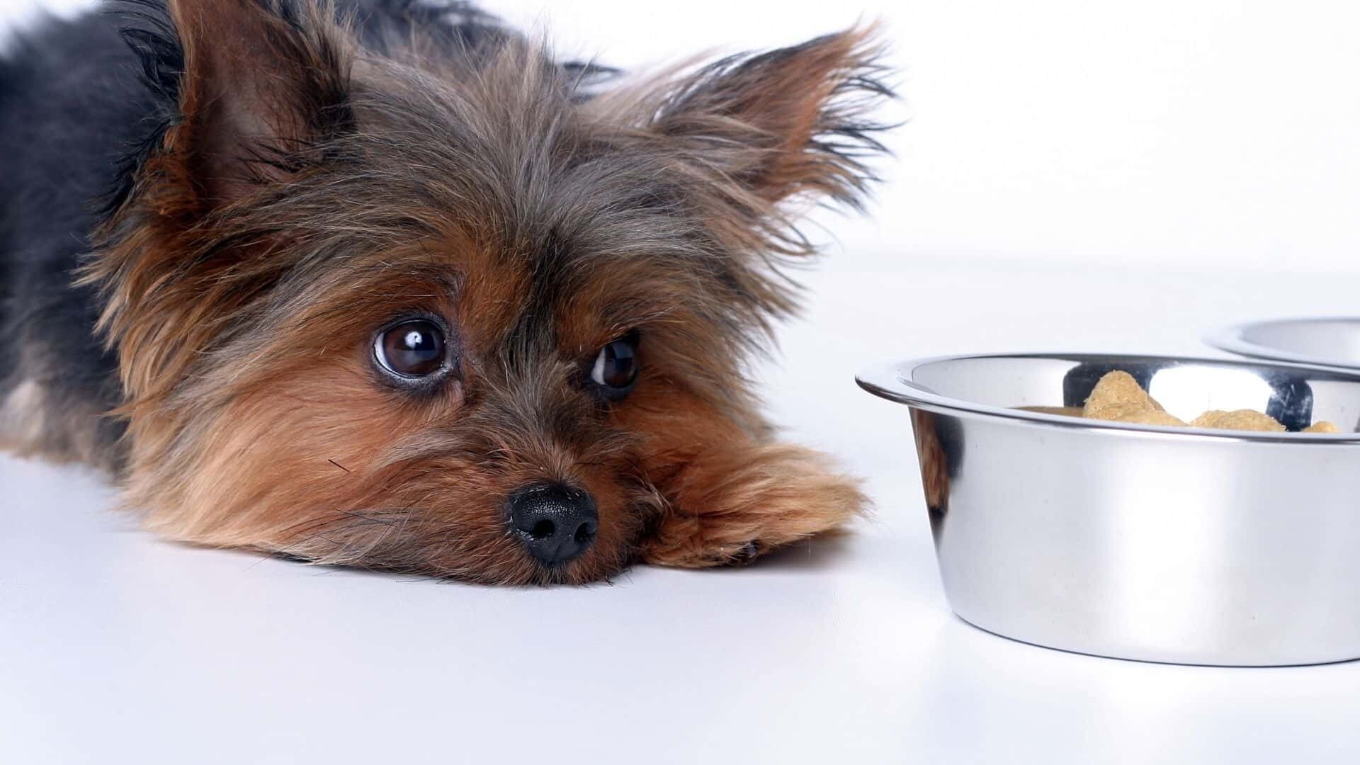 How To Help A Dog With Constipation At Home