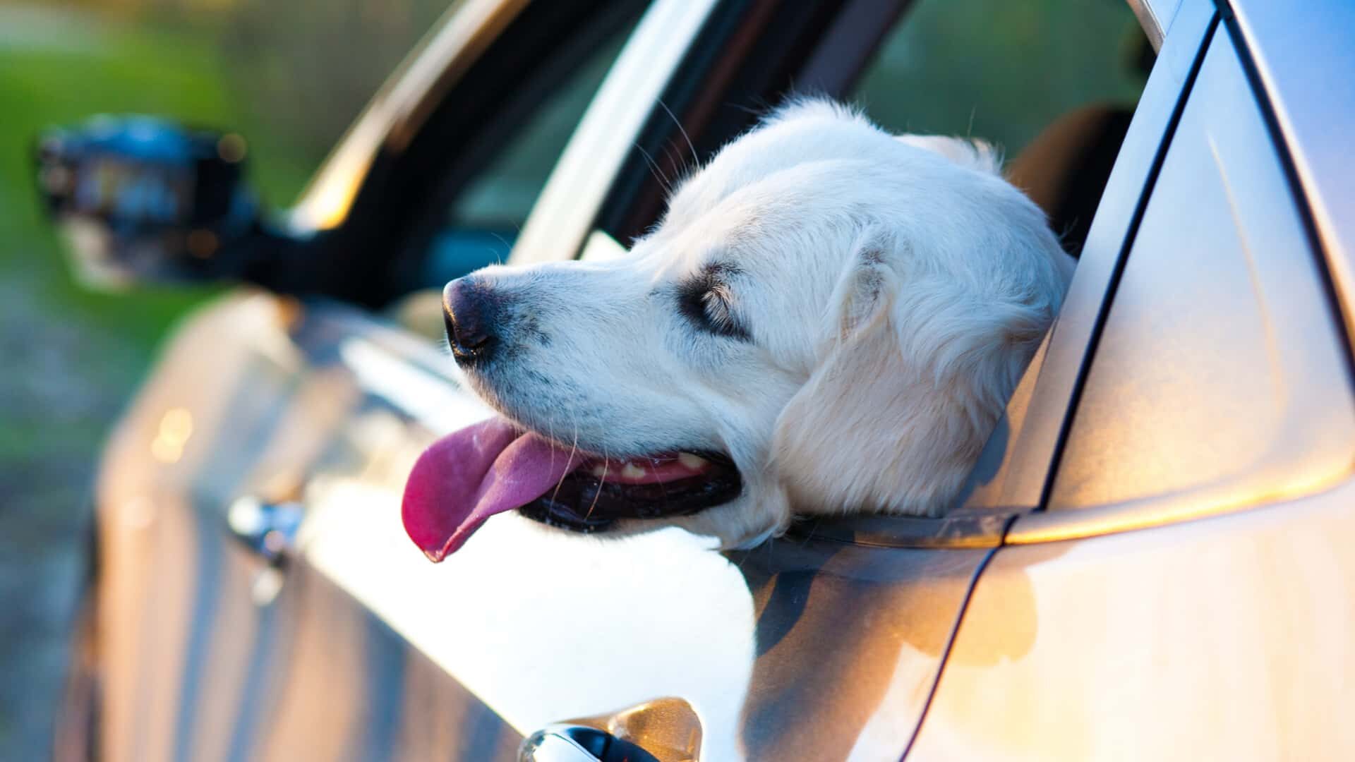 Why Does My Dog Whine While in the Car: Guide to Stop
