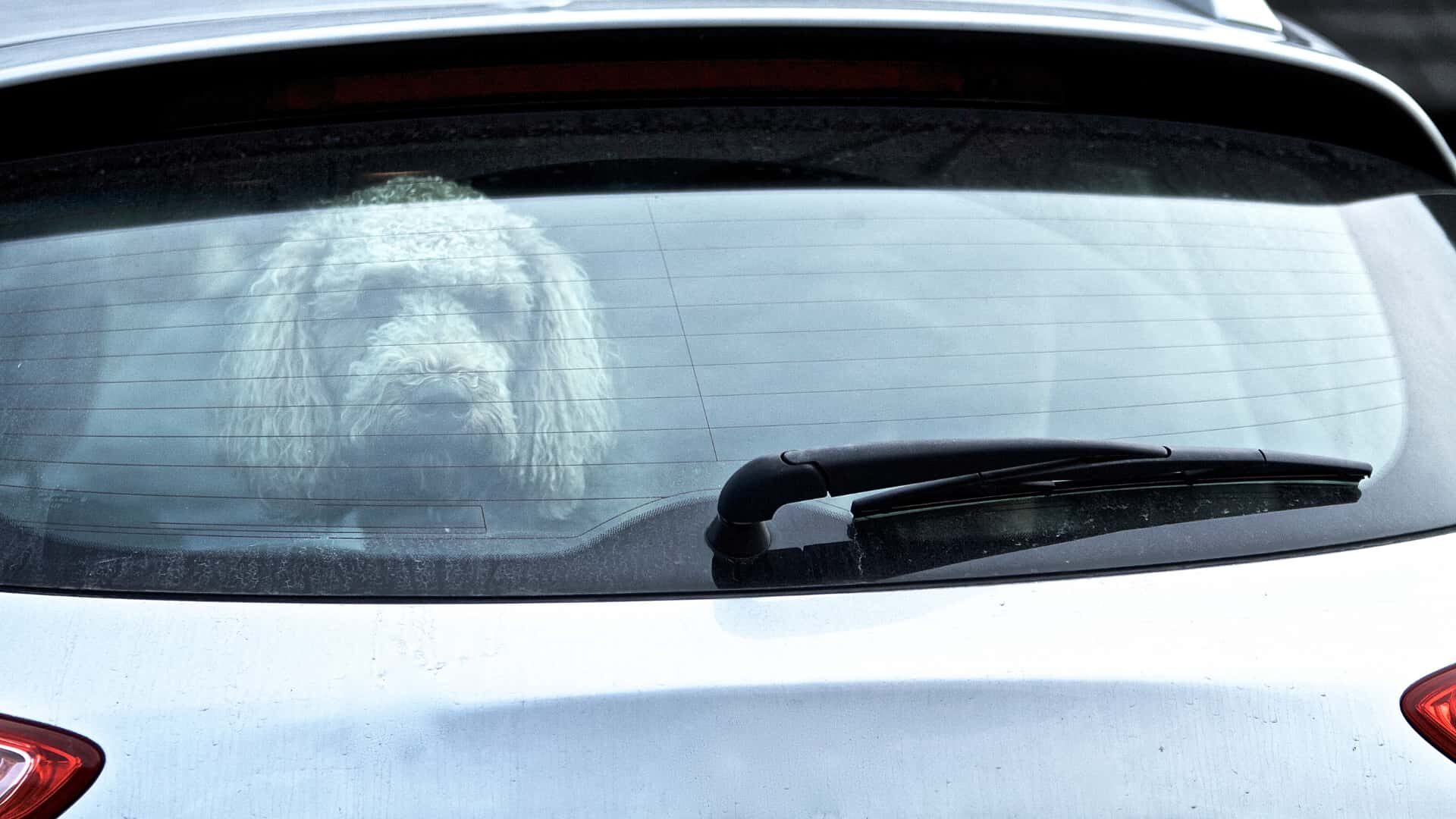 Why Does My Dog Whine While in the Car: Guide to Stop