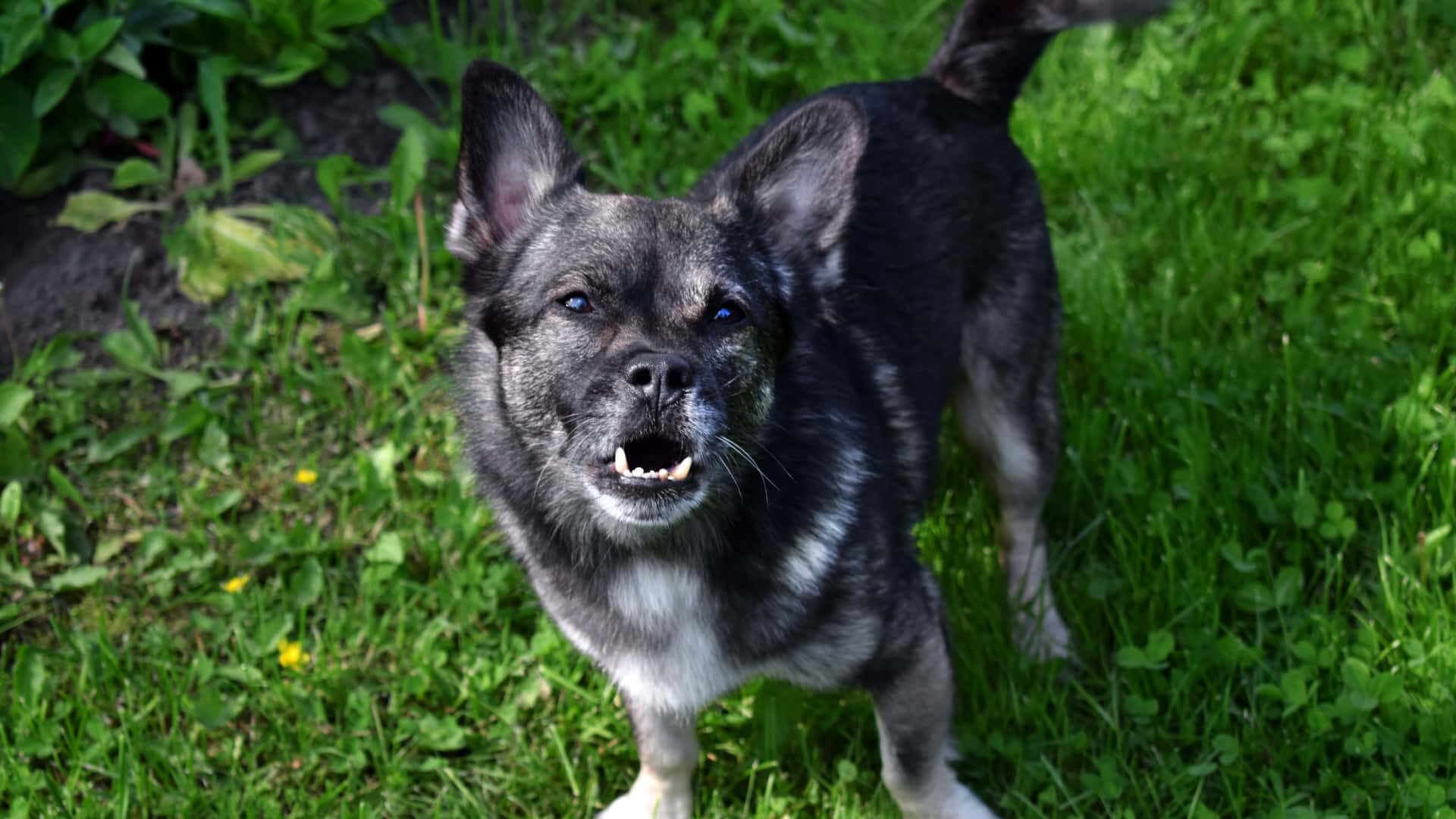 Can You Fix a Dog's Underbite: How to Fix Guide with Causes