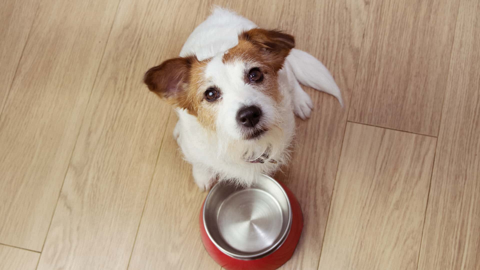 Top 20 Foods for Dogs with Sensitive Stomach: Guide