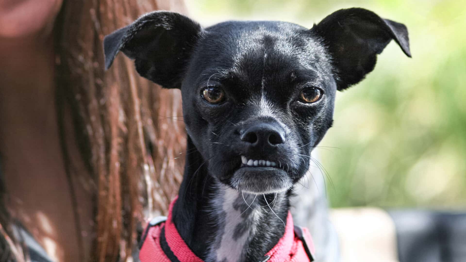 Can You Fix a Dog's Underbite: How to Fix Guide with Causes