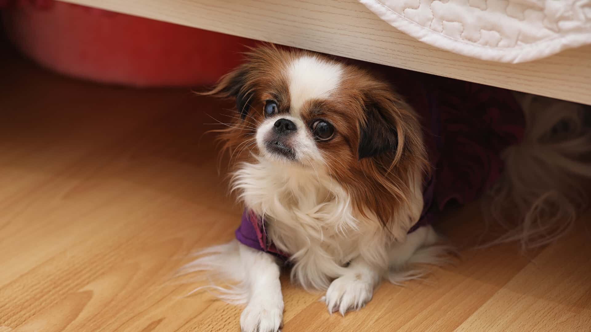 how-to-keep-dog-from-going-under-bed-guide-to-block-2022