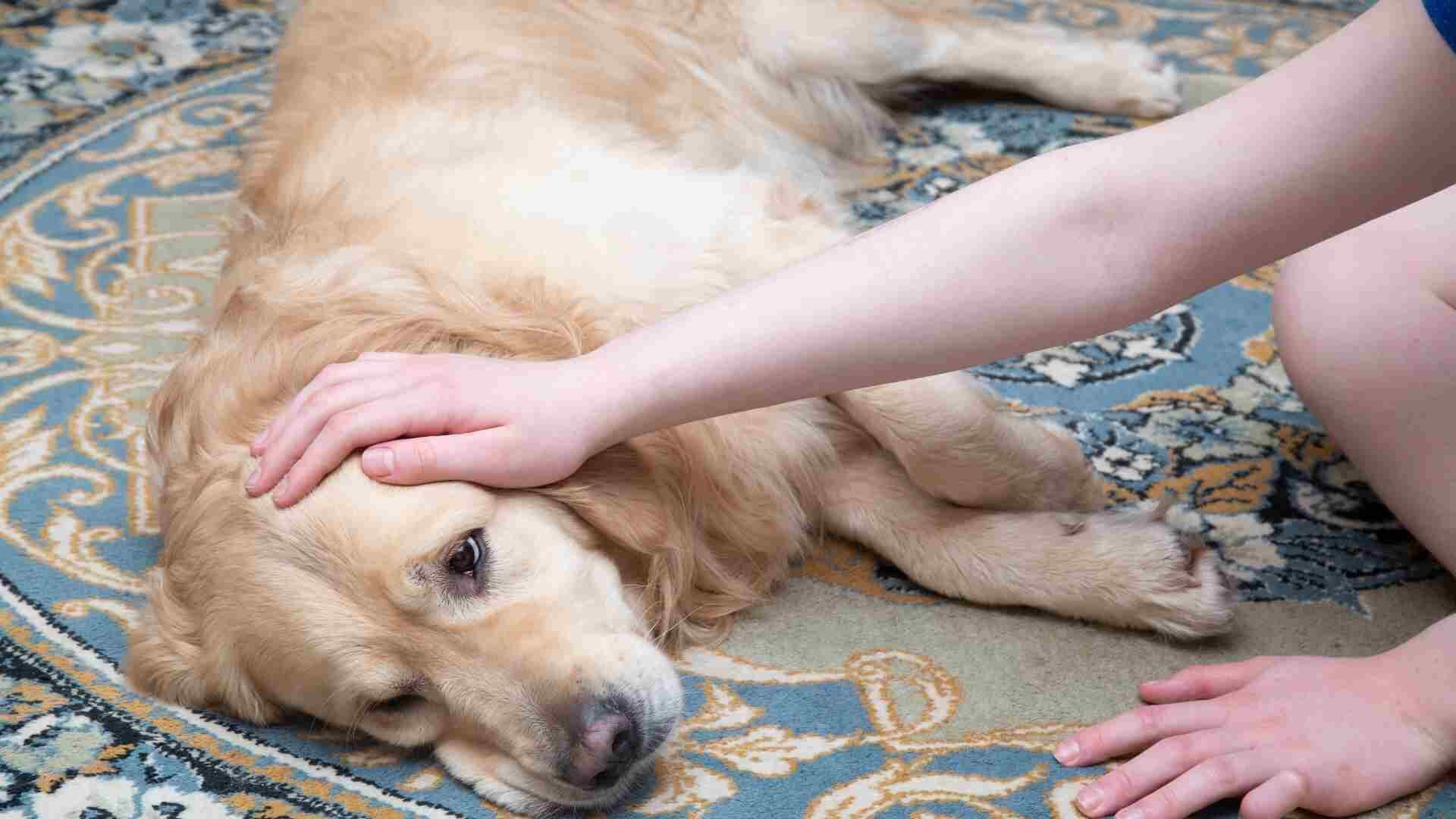 How to Comfort a Dog with Pancreatitis: 10 Easy Ways Guide