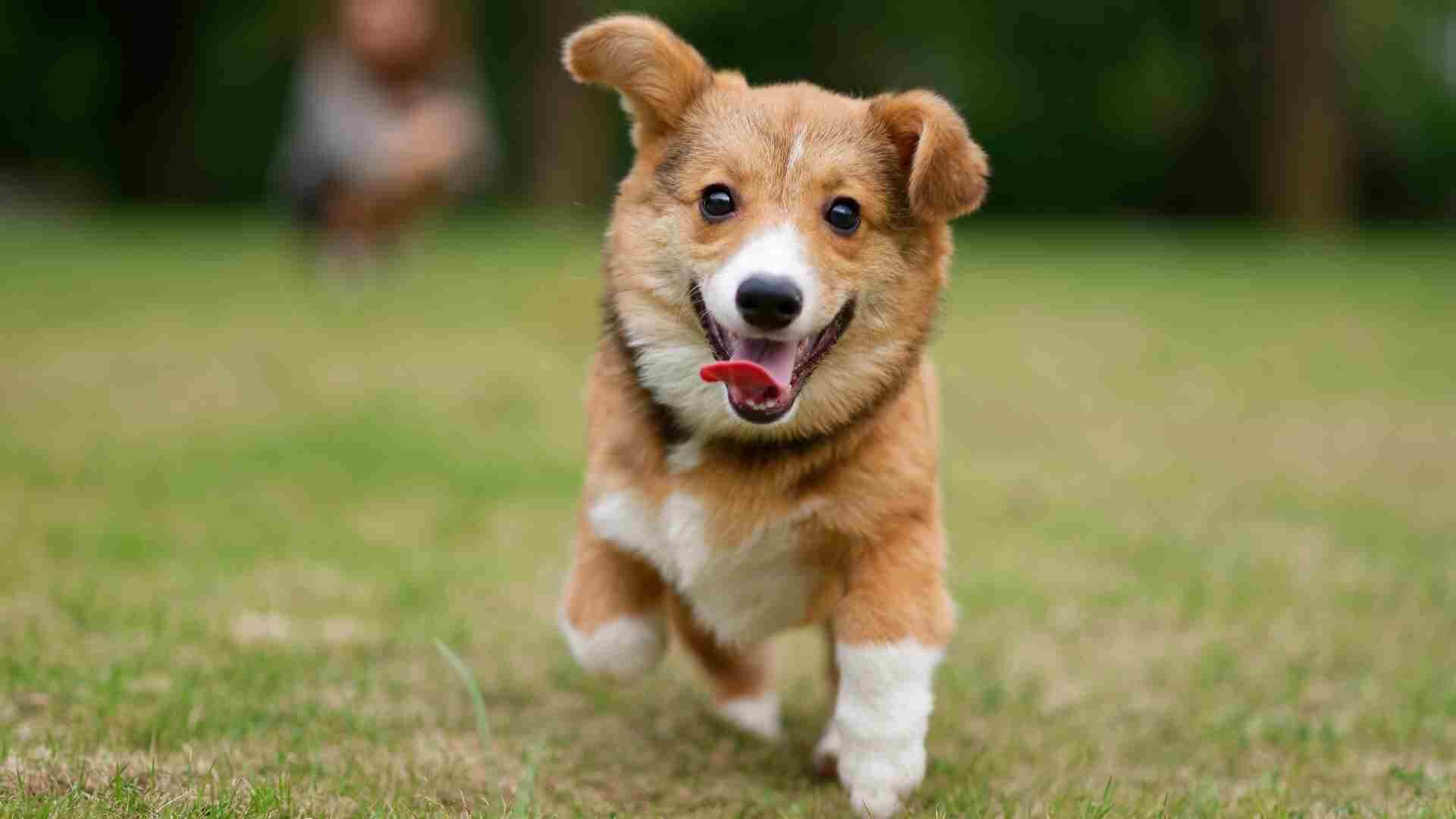 Can Corgis Run with You: 5 Important Tips to Know