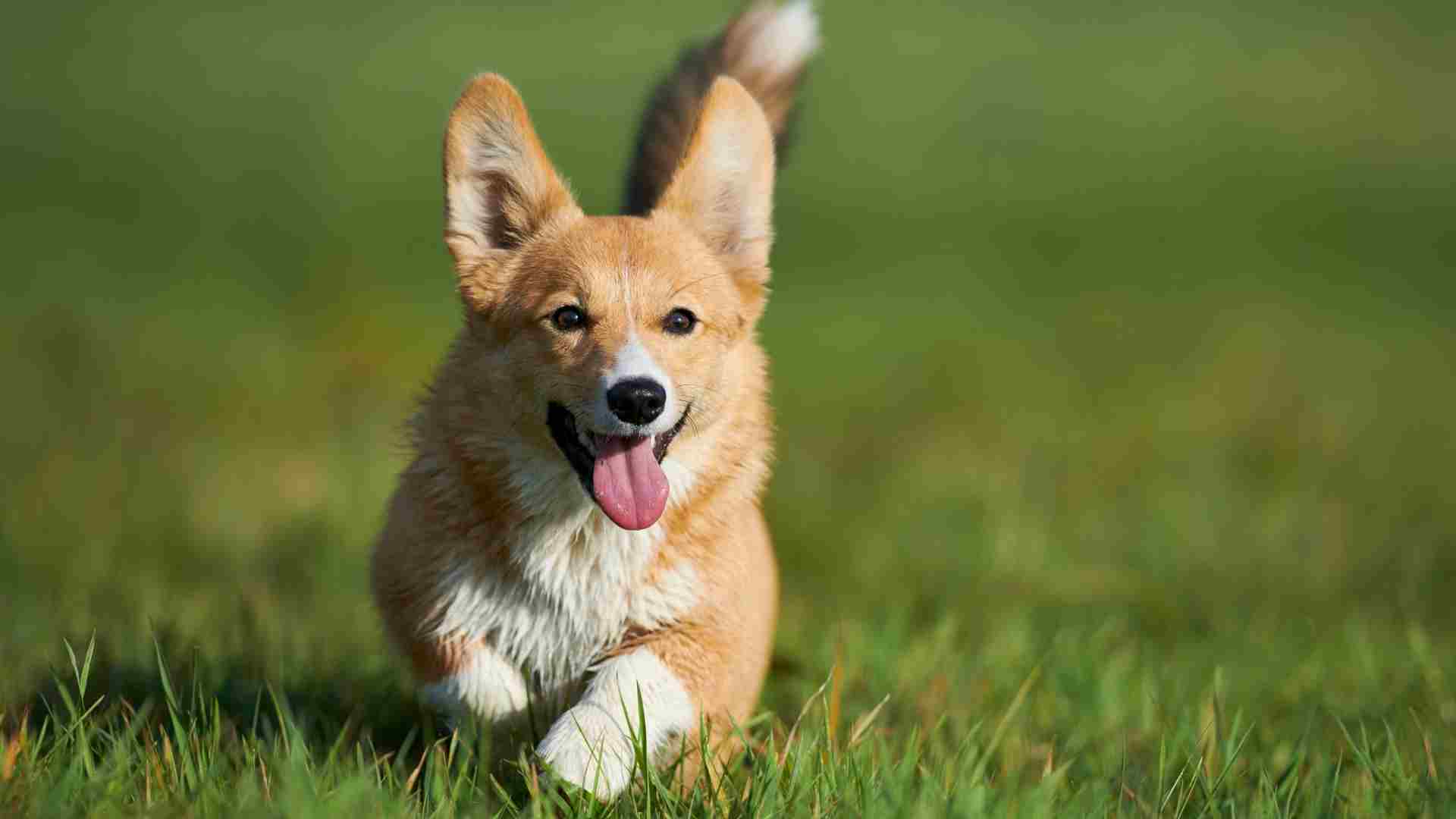 When Do Corgi's Ears Stand Up: Reasons Guide with Tips 2024