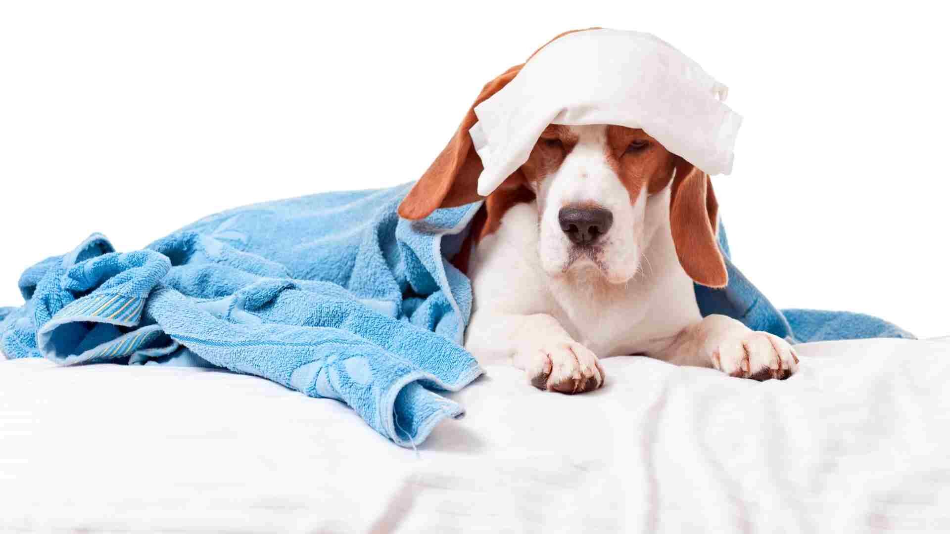 How to Comfort a Dog with Pancreatitis: 10 Easy Ways Guide