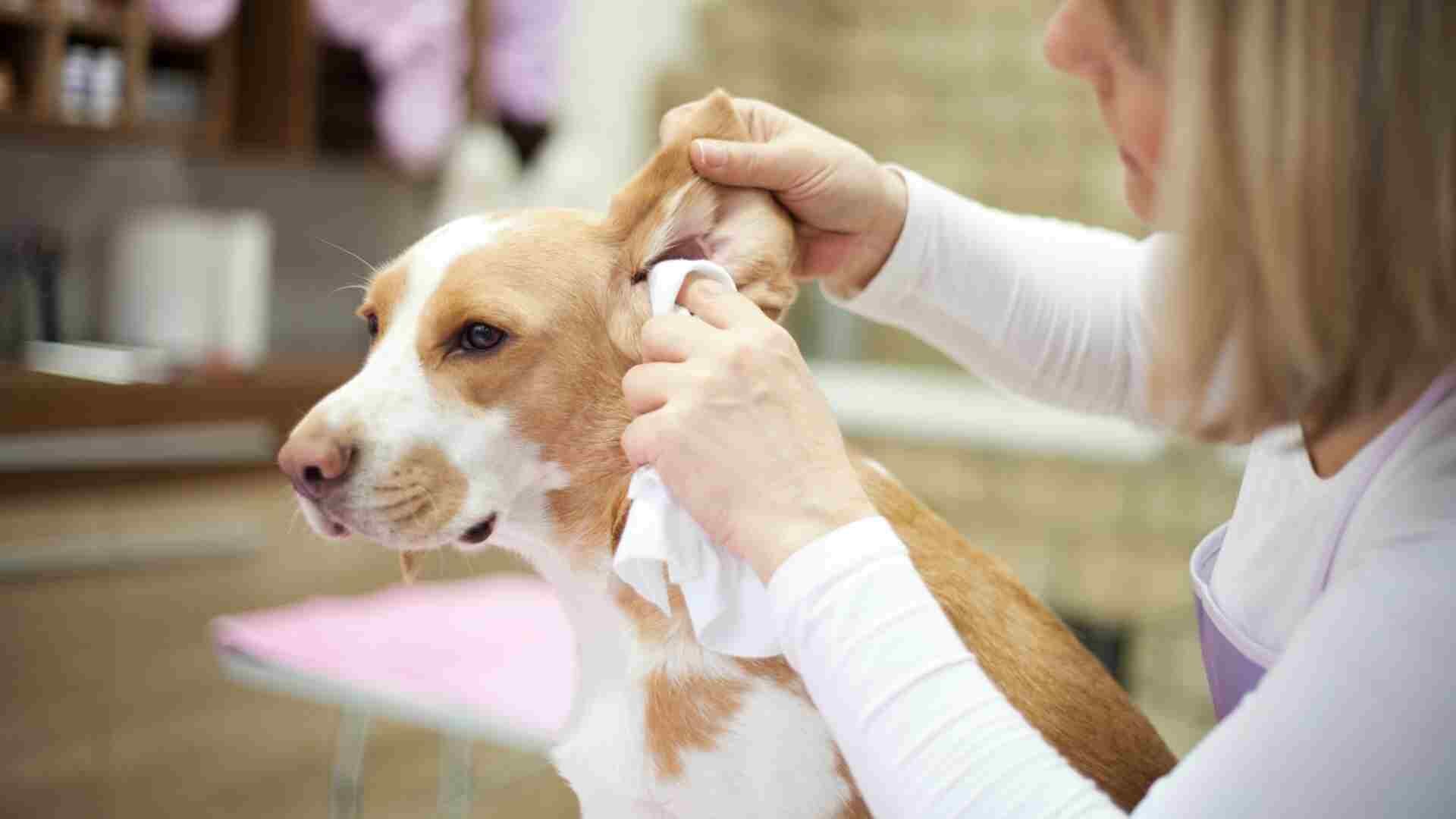 Dog Shaking Head After Ear Cleaning: What to Do Guide