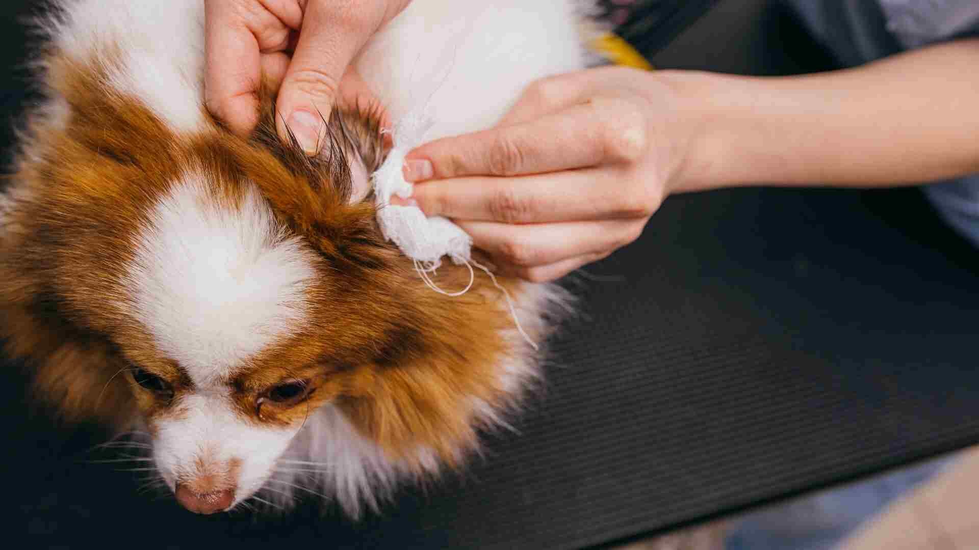 Dog Shaking Head After Ear Cleaning: What to Do Guide