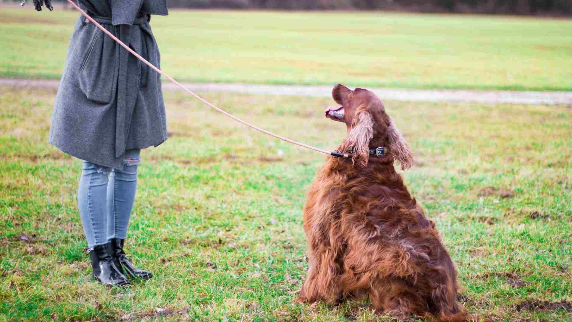 How to Make a Dog Poop Quickly with 10 Different Ways: Guide