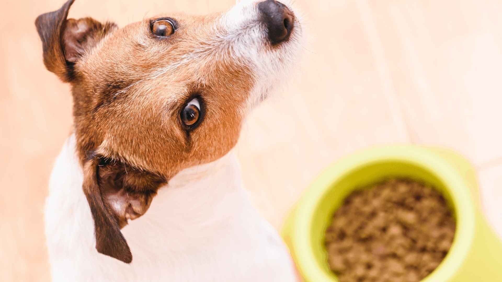 Why Is My Puppy Doesn't Chew Kibble: What Should I Do Guide