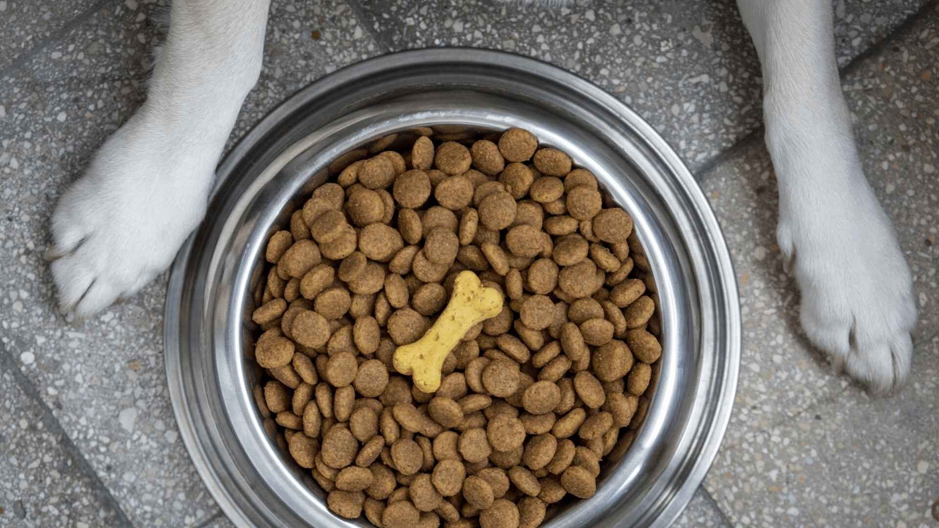 Why Is My Puppy Doesn't Chew Kibble: What Should I Do Guide