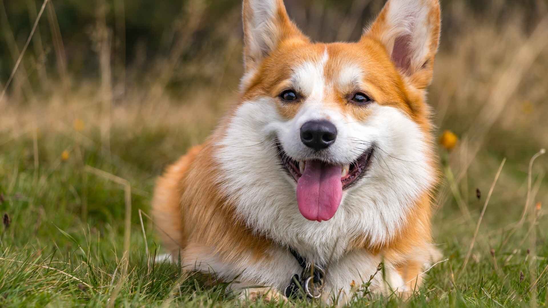 Why Do Corgis Have Short Legs: Ultimate Guide with Reasons