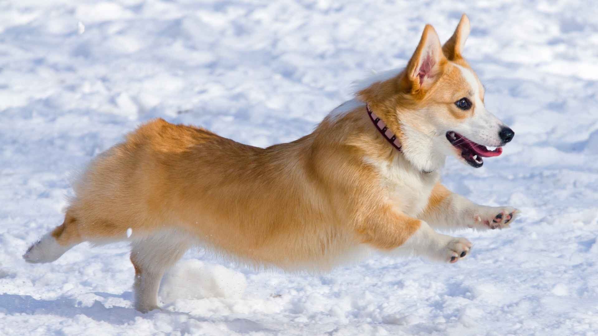 Why Do Corgis Have Short Legs: Ultimate Guide with Reasons