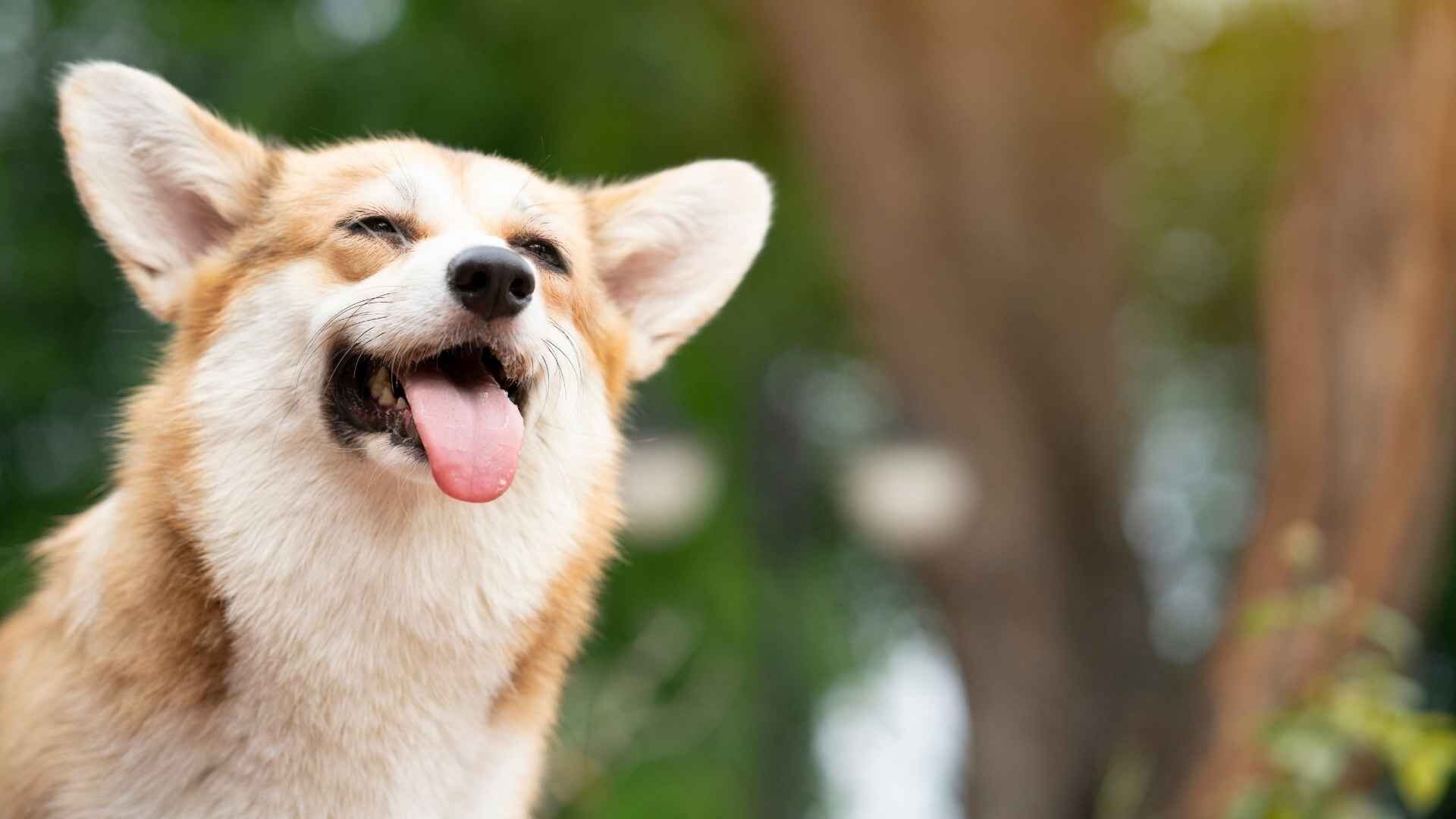 Are Corgis Good Apartment Dogs: Guide to Know Before Getting