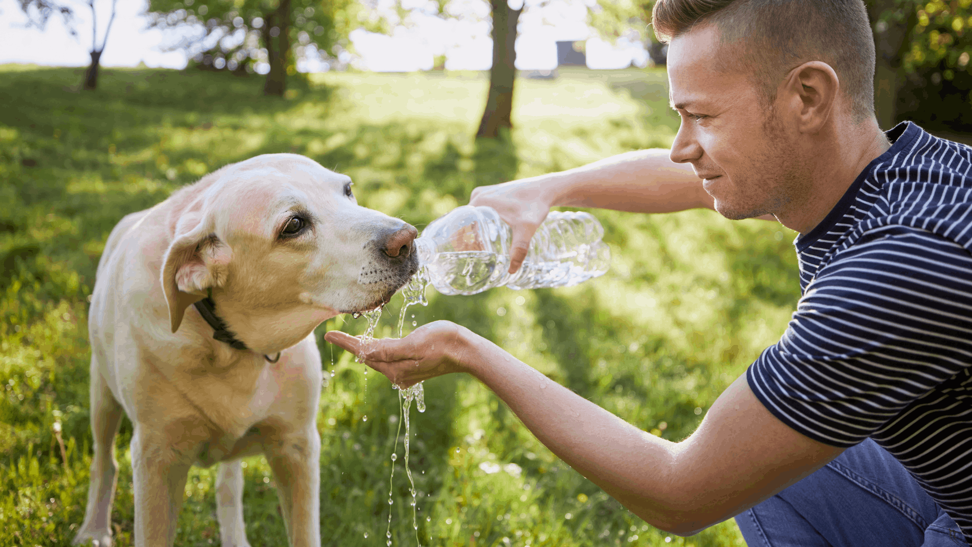 Should Dogs Drink Water Before Bed: Yes, No, How Much: Guide