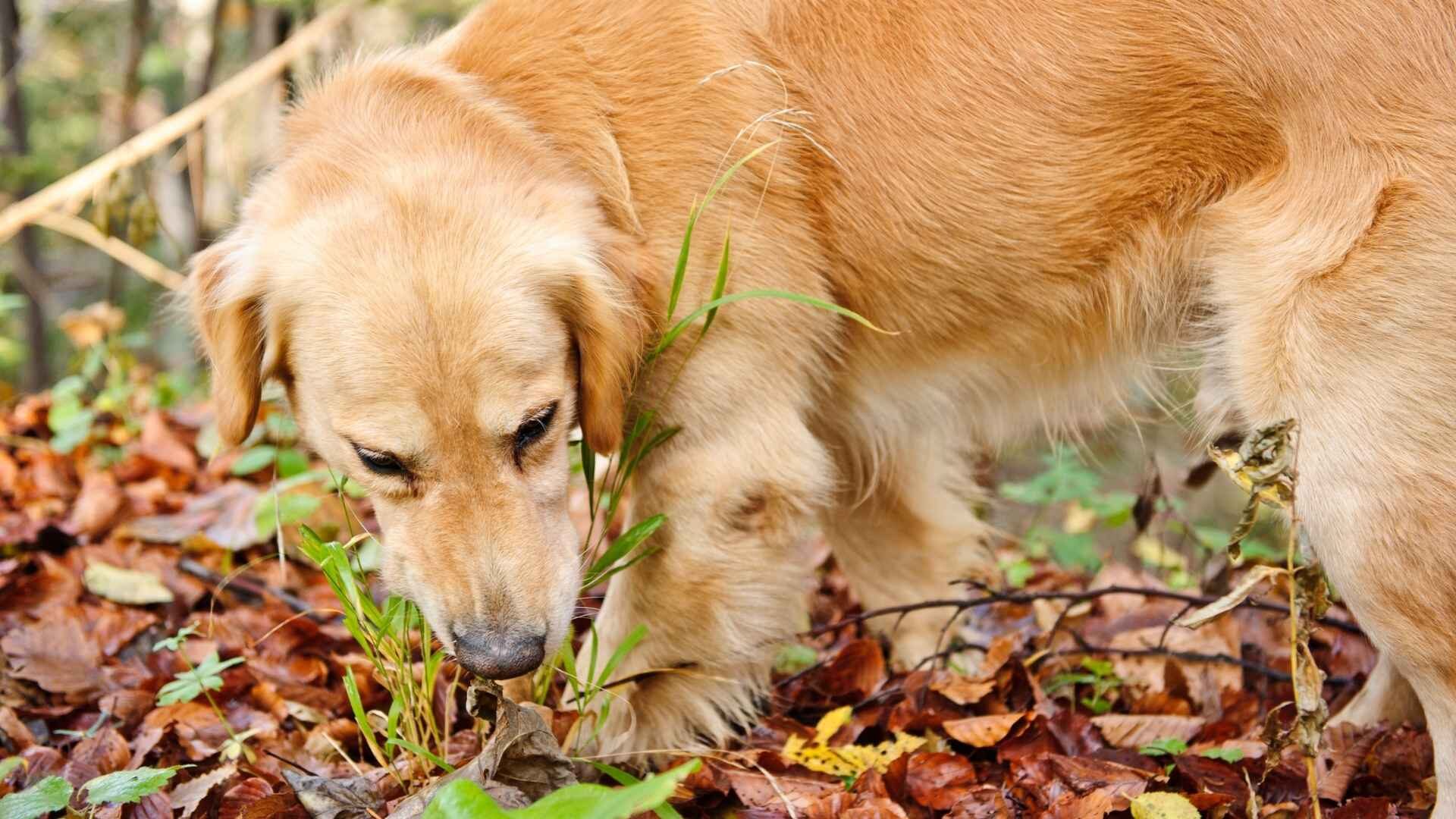 How to Get the Dog to Stop Eating Wood Chips: 5 Ways Guide