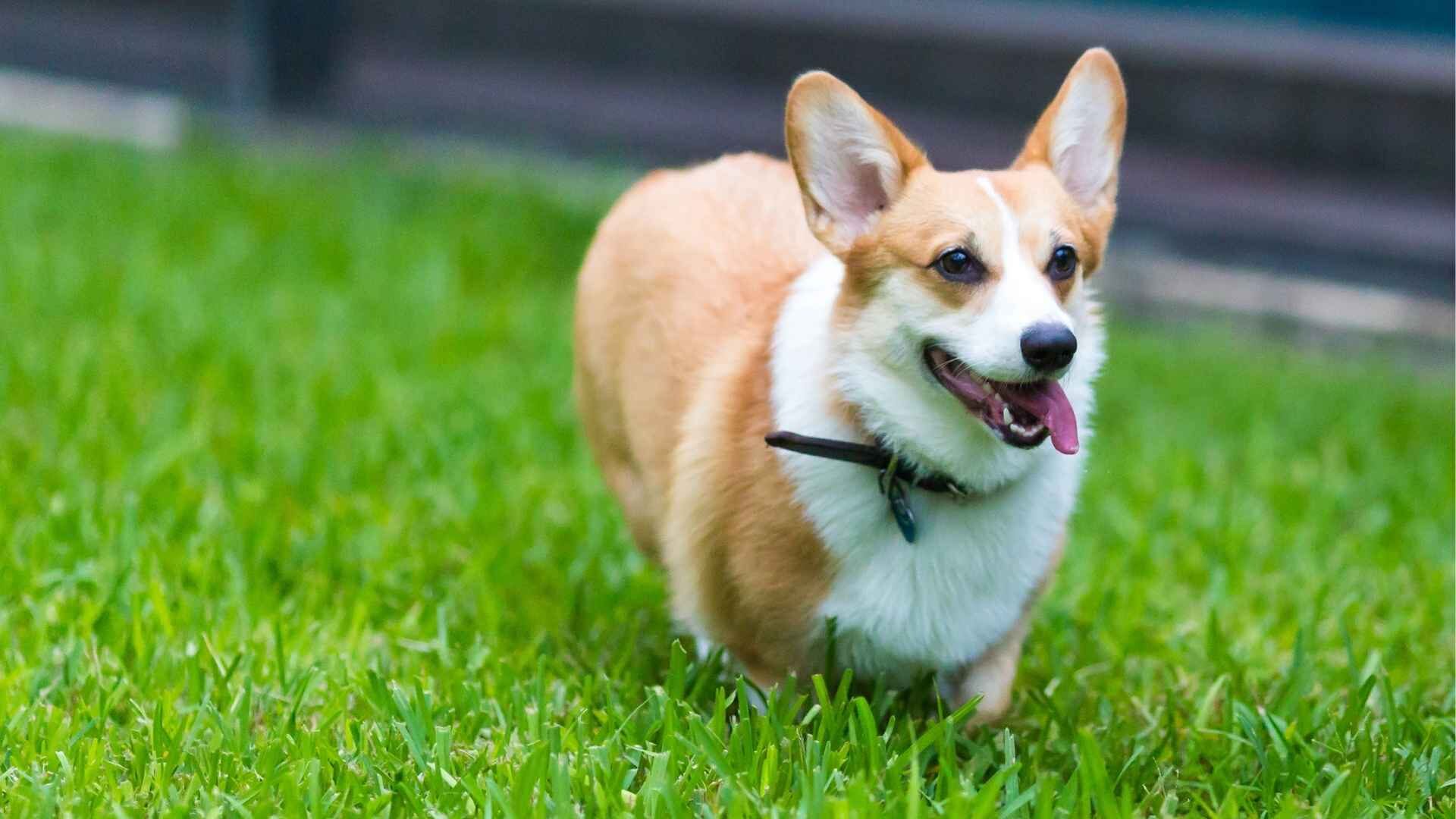 Are Corgis Good Apartment Dogs: Guide to Know Before Getting