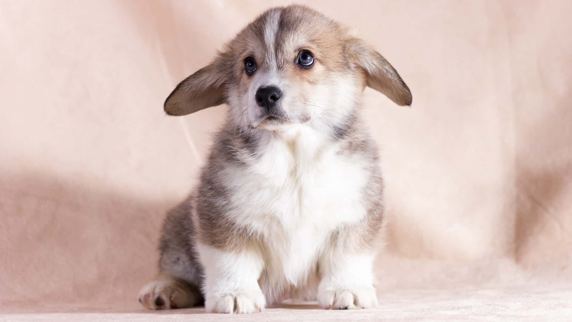 Are Corgis Good for First Time Owners: Guide with 7 Tips