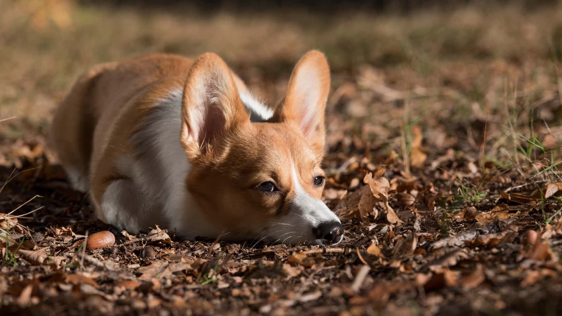 Are Corgis Good with Cats: Things to Consider Before Getting