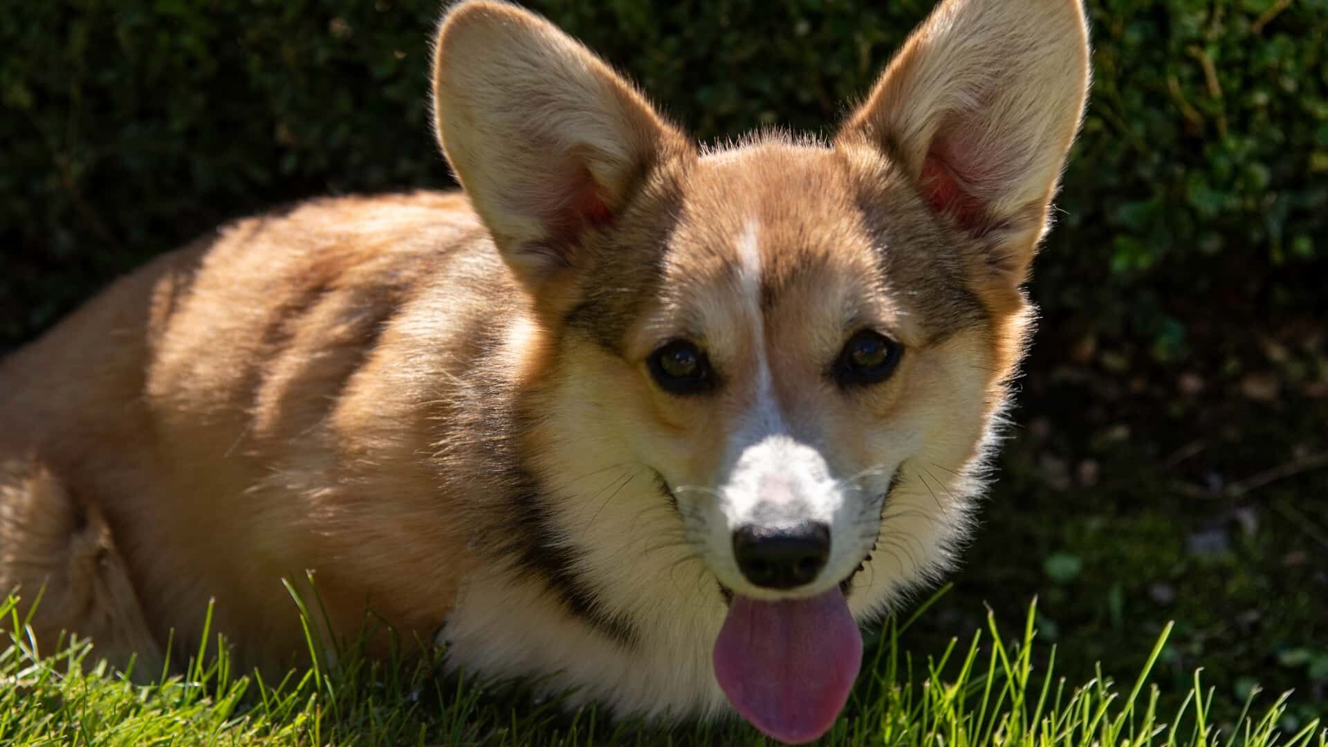Are Corgis Good for First Time Owners: Guide with 7 Tips