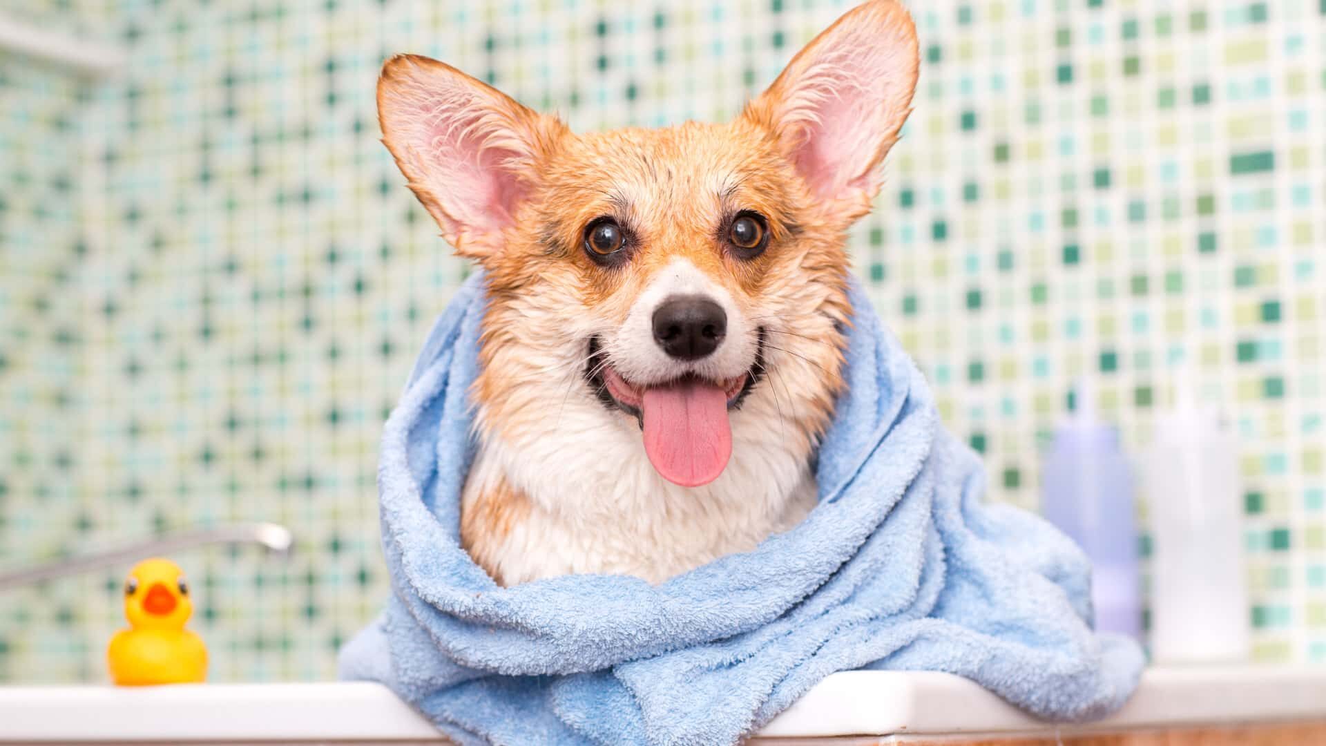 20 Best Reasons Why Are Corgis So Popular: Guide