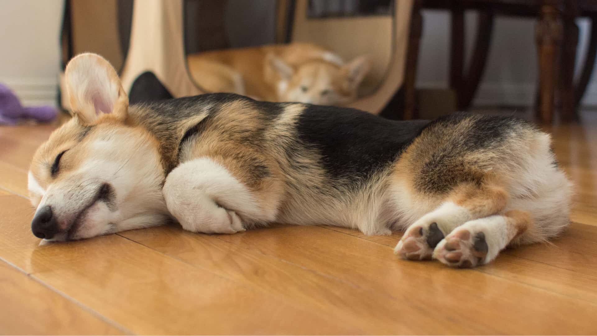 Are Corgis Good with Cats: Things to Consider Before Getting