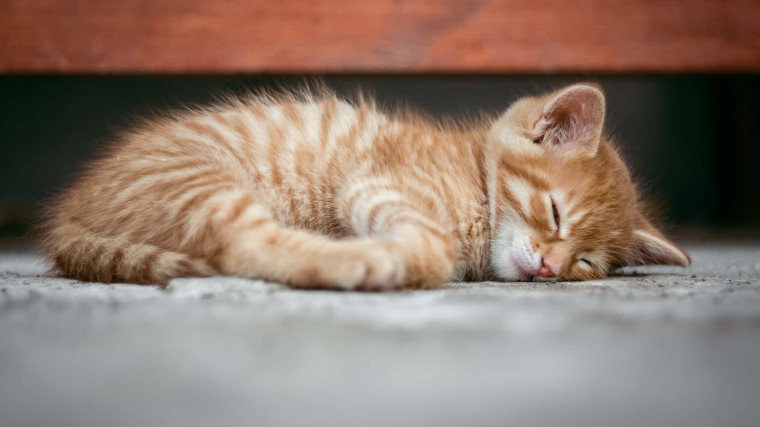 why-is-my-kitten-sleeping-all-day-should-i-worry-guide