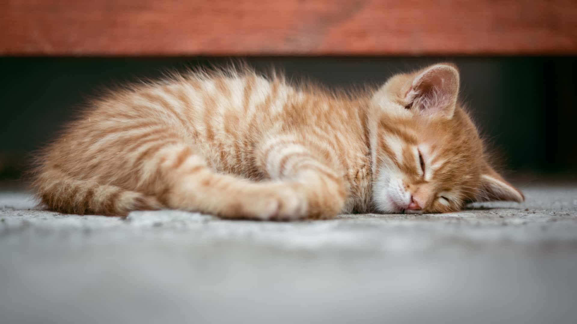 Why Is My Kitten Sleeping All Day, Should I Worry: Guide