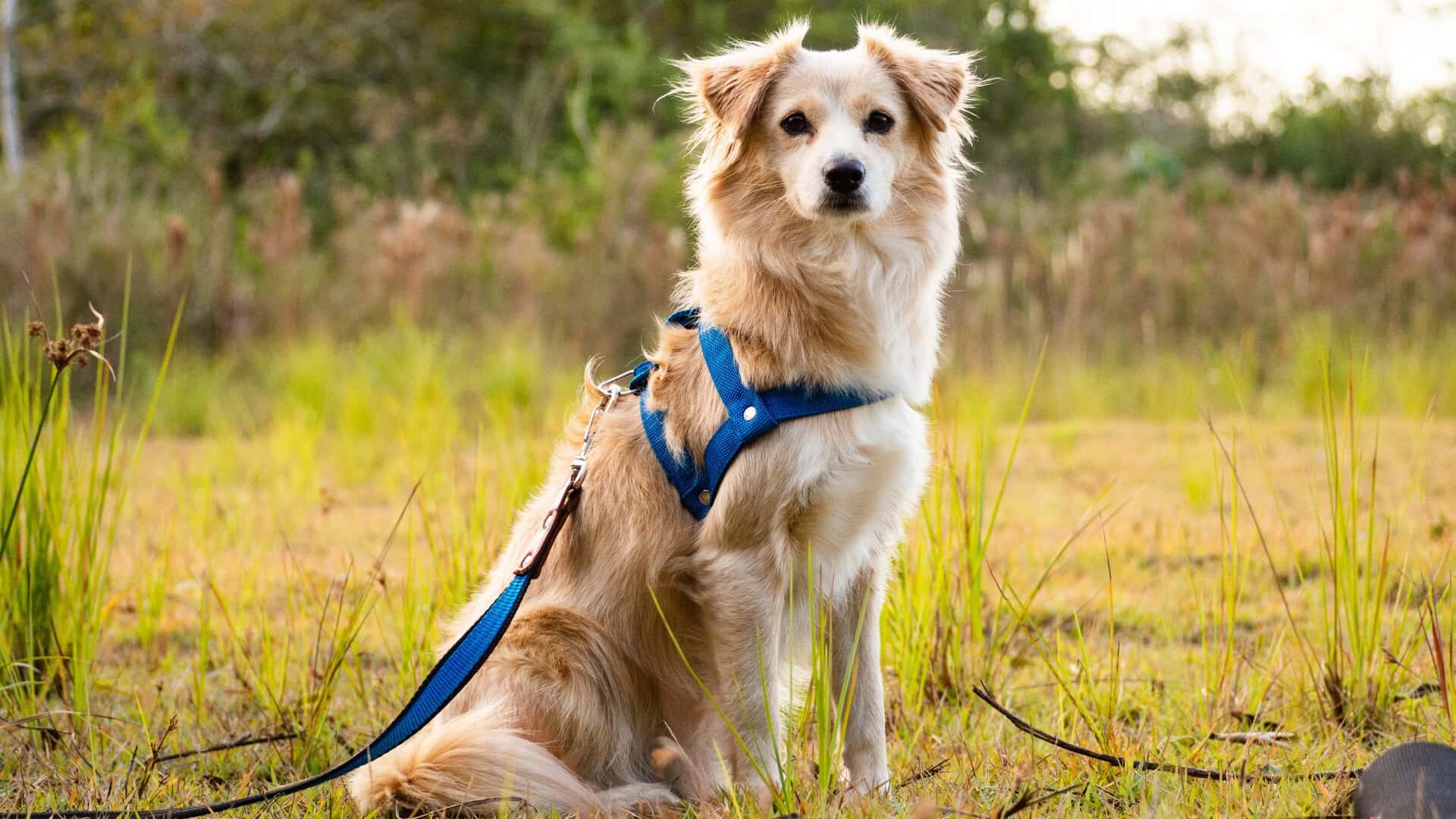 What to Do If Your Dog Gets Out of His Collar: 3 Steps Guide
