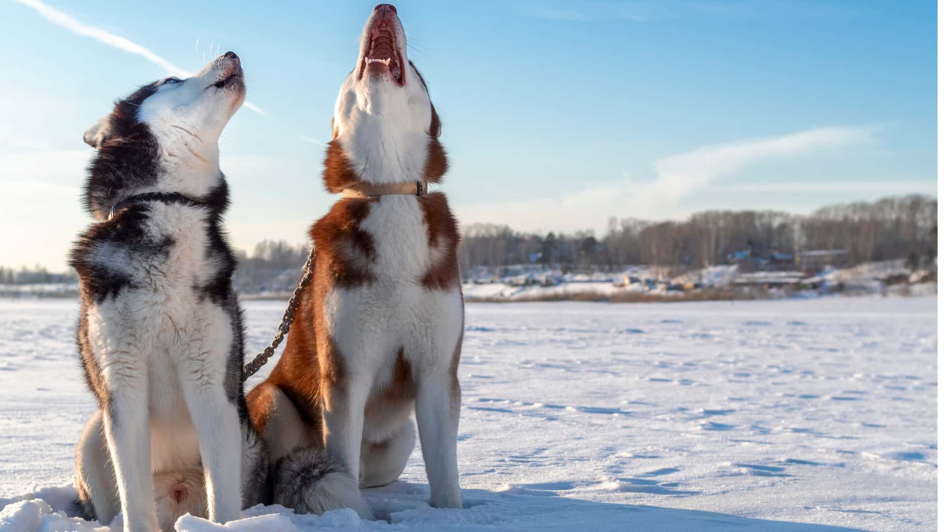 Why Do Dogs Howl When They Play with Noisy Toys: Guide