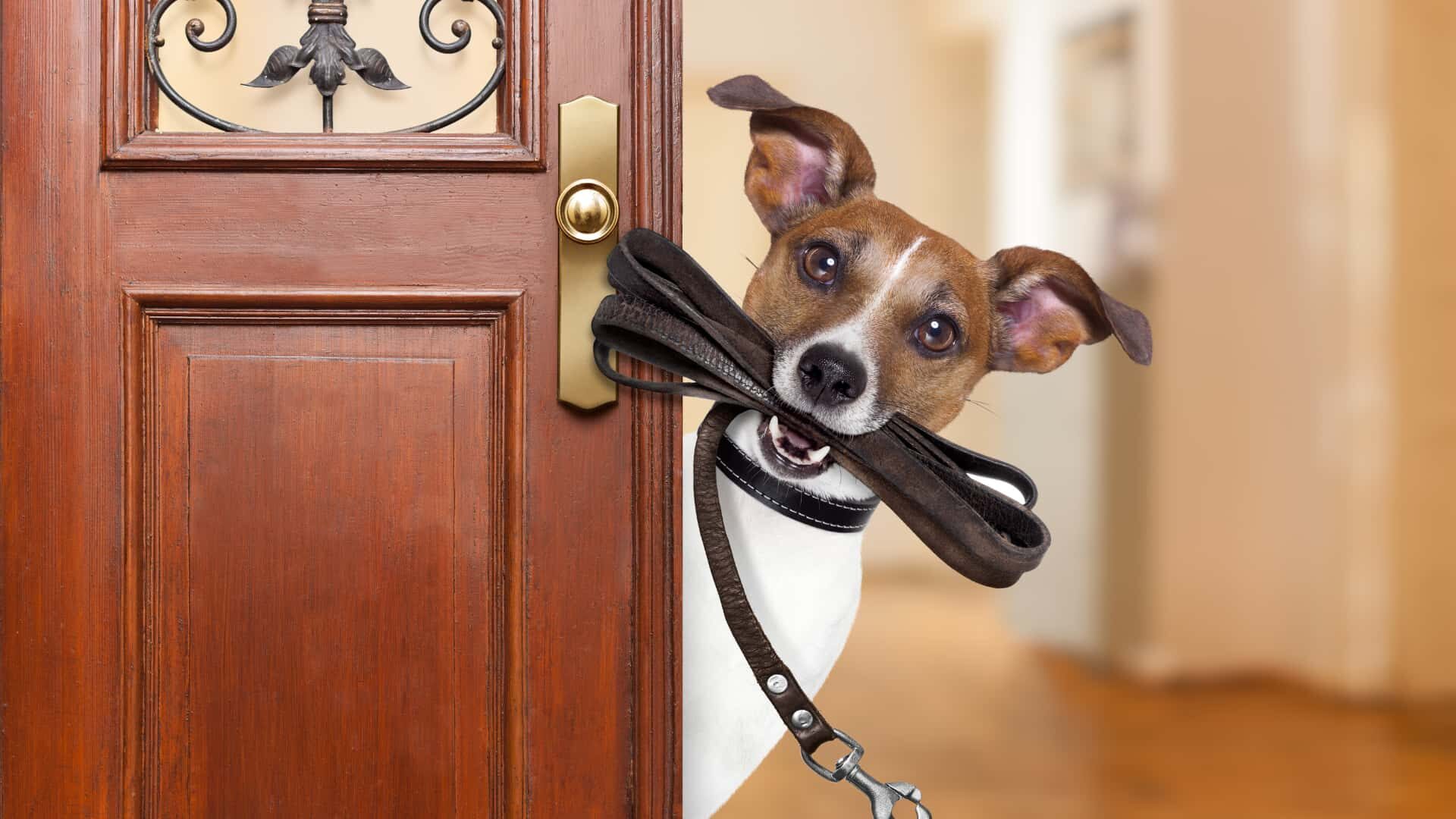 What to Do If Your Dog Gets Out of His Collar: 3 Steps Guide