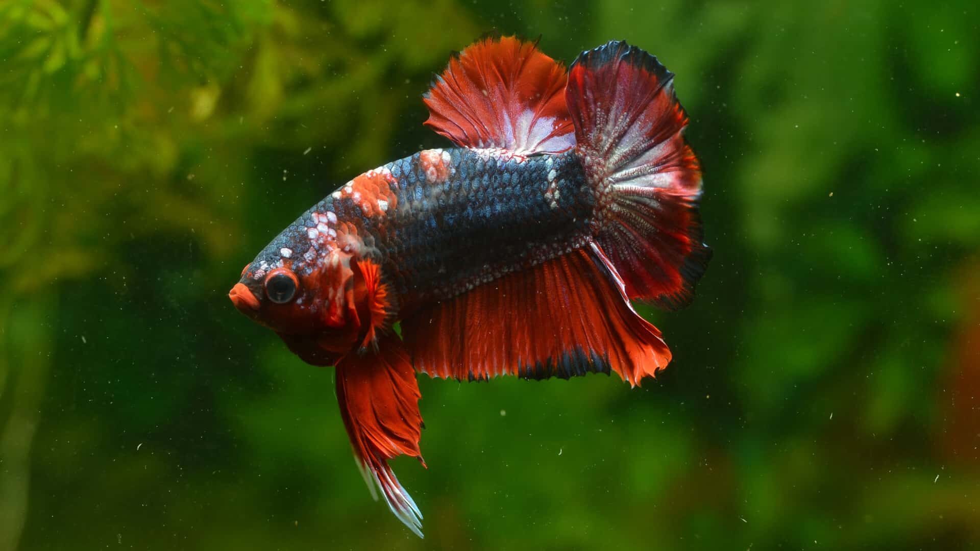 Why Black Spots on Betta Fish Body: Guide to Do with Tips