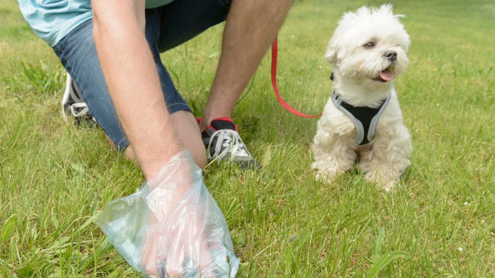 How to Make a Dog Poop Quickly with 10 Easy Ways Guide