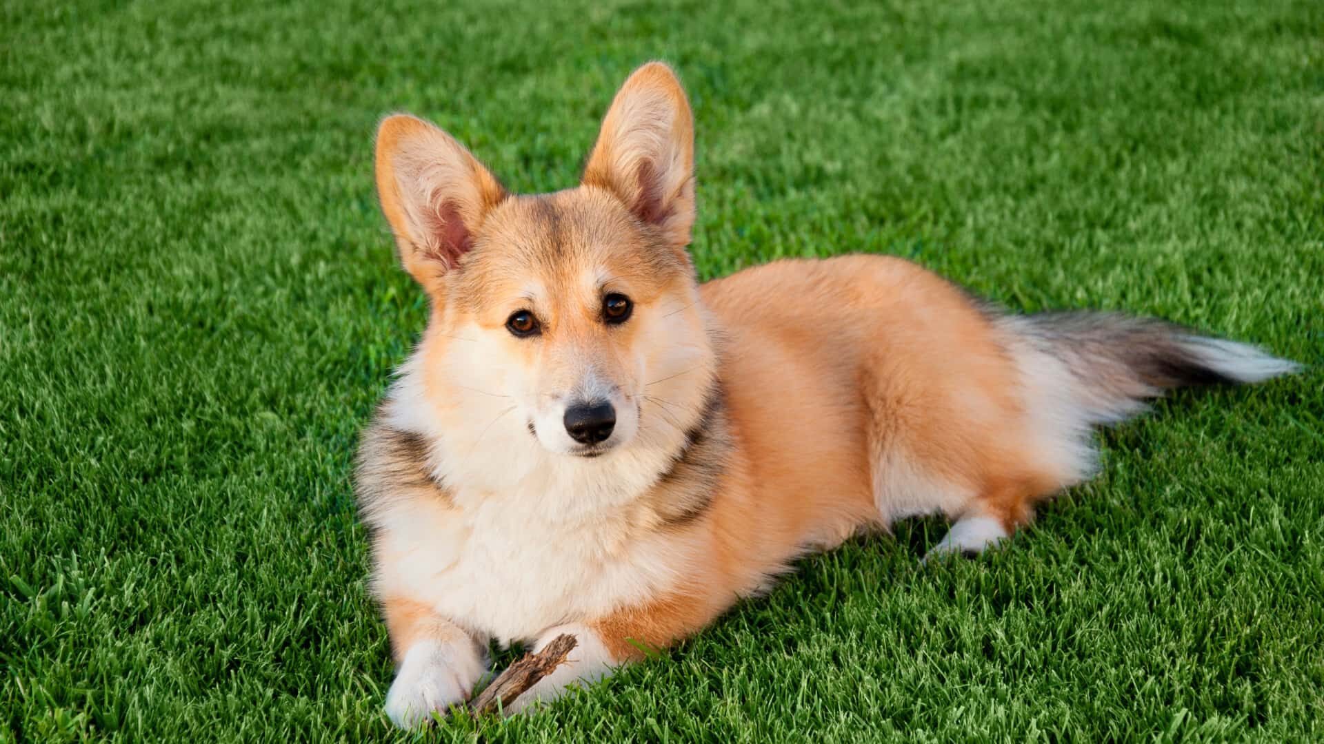 Are Corgis High Maintenance: Guide to Know Before Getting