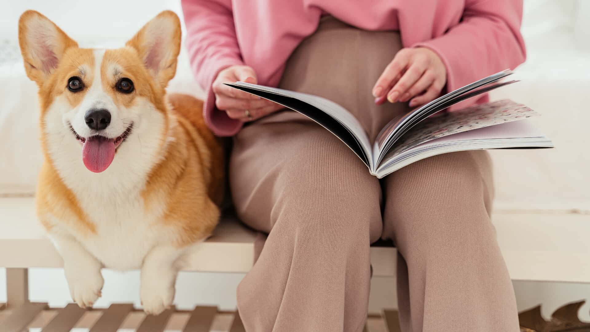 Are Corgis High Maintenance: Guide to Know Before Getting