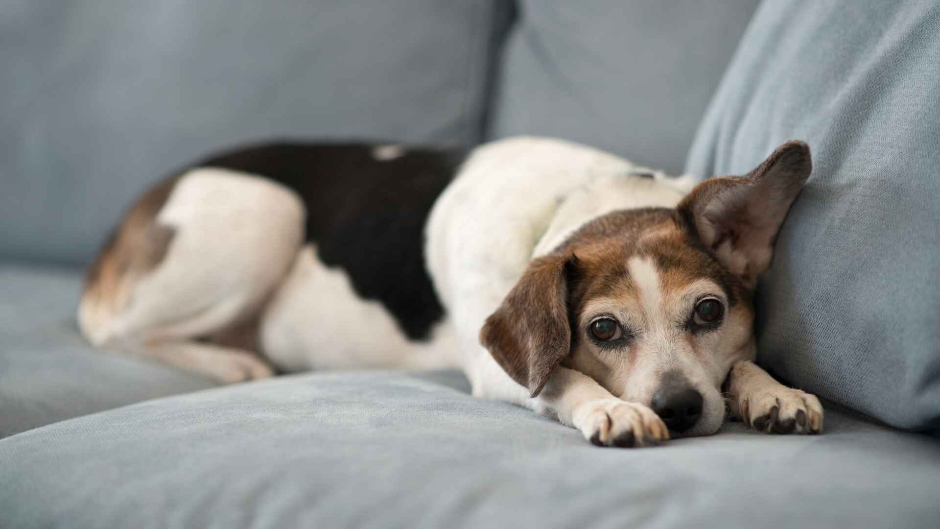 Why Does My Dog Dig on the Couch: Guide with Reasons