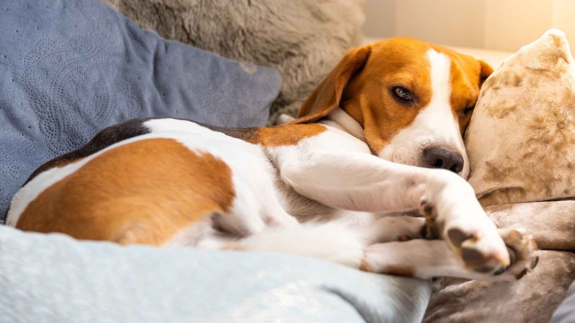 Why Does My Dog Dig on the Couch: Guide with Reasons