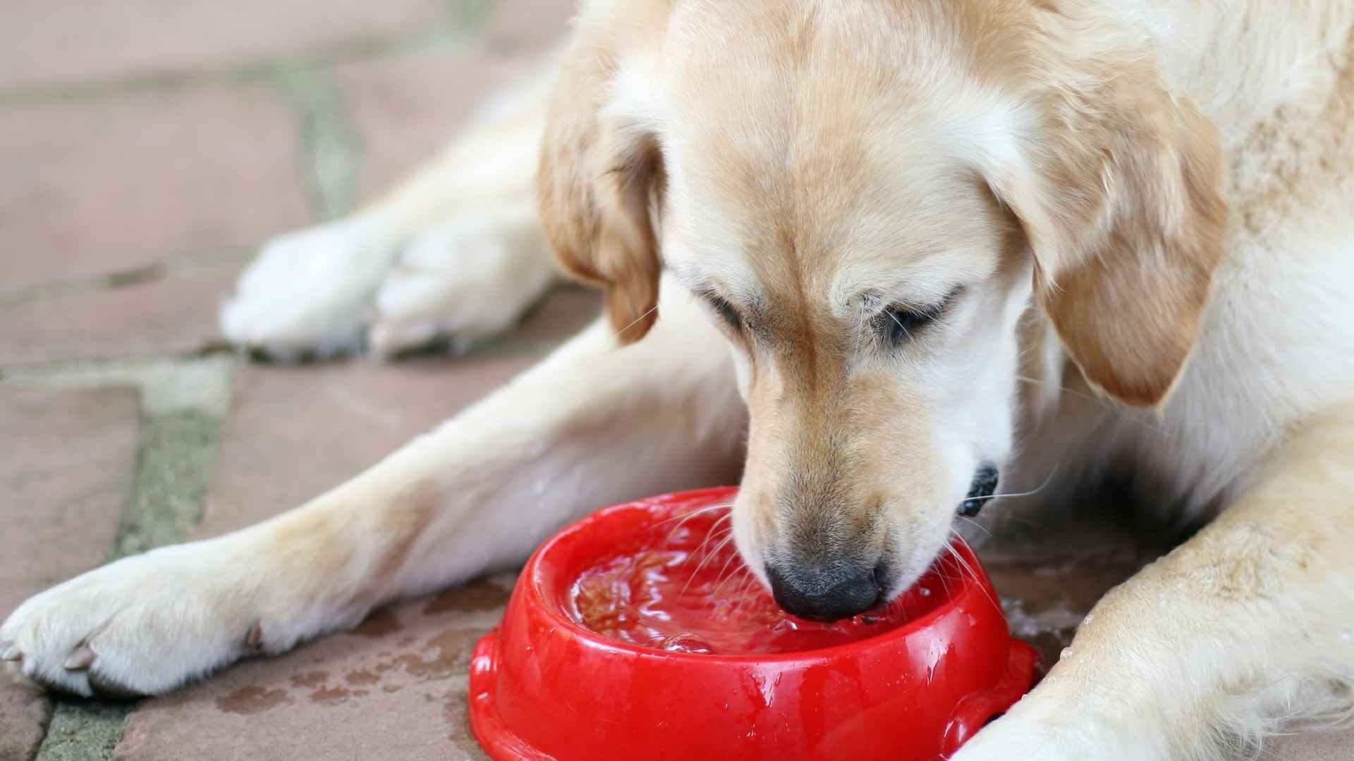 Why Does My Dog Splashes His Water Bowl: 10 Reasons Guide