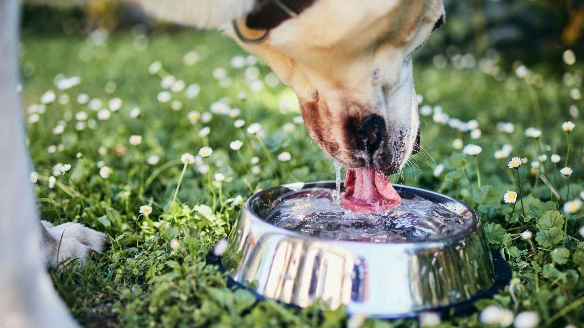 Why Does My Dog Splashes His Water Bowl: 10 Reasons Guide