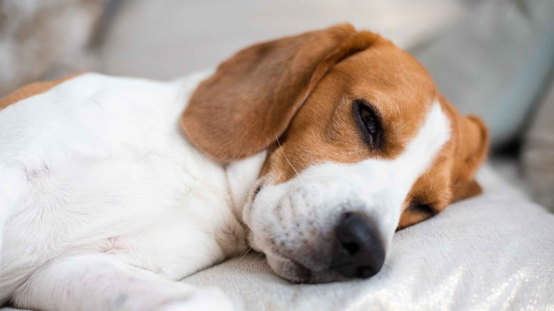 Why Do Dogs Fight Their Sleep While Sleeping: Guide to Know