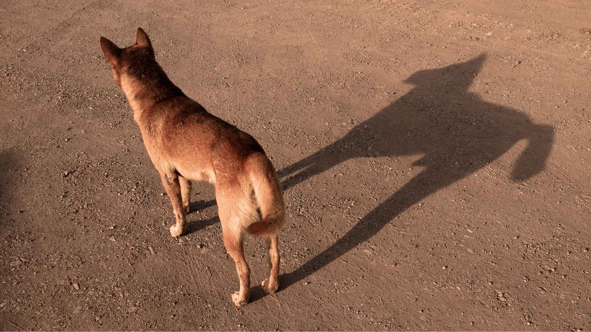 Why Is My Dog Scared of Shadows: Reasons and Solutions Guide