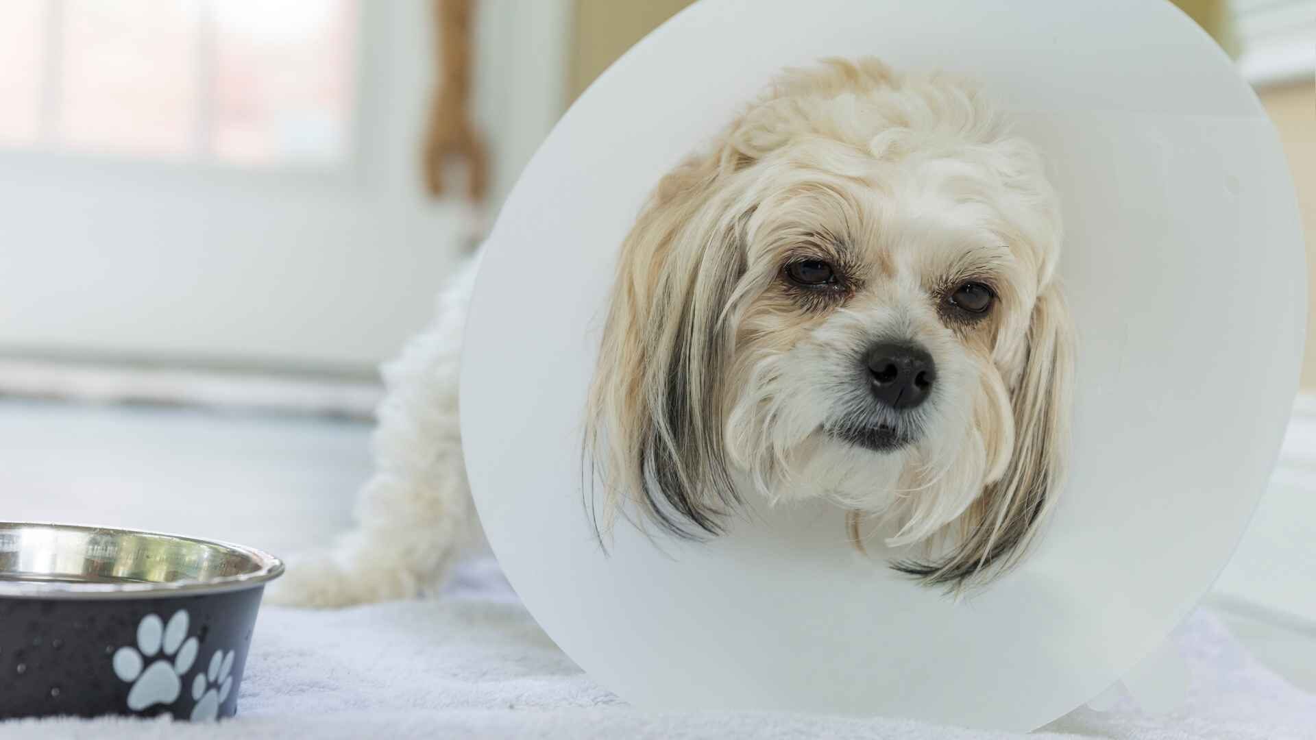 My Dog Won't Lay Down with a Cone On: What Should I Do?