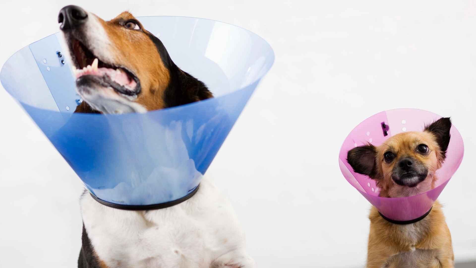 My Dog Won't Lay Down with a Cone On: What Should I Do?