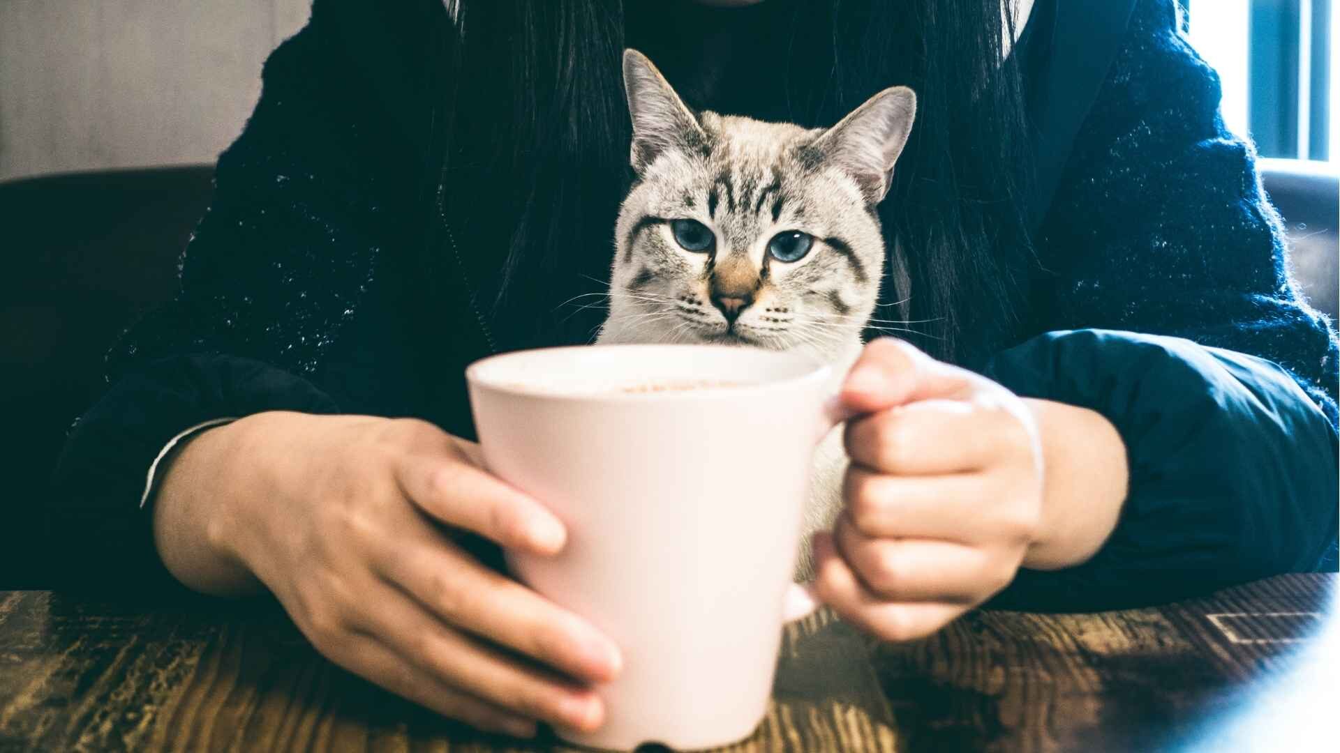 What Happens If My Cat Drink Coffee: Is It Safe? Guide