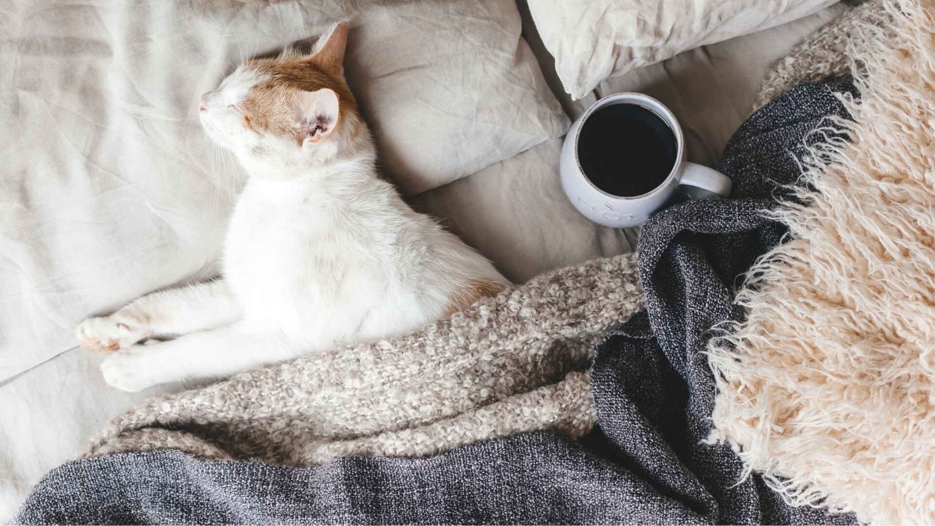 What Happens If My Cat Drink Coffee: Is It Safe? Guide