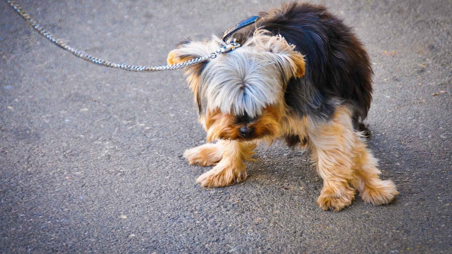 Why Do Dogs Drink Their Own Urine: 10 Reasons & How to Stop