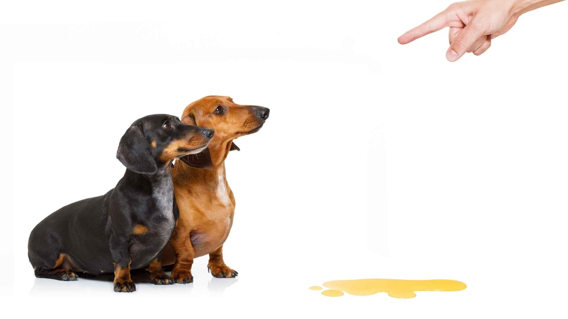 Why Do Dogs Drink Their Own Urine: 10 Reasons & How to Stop