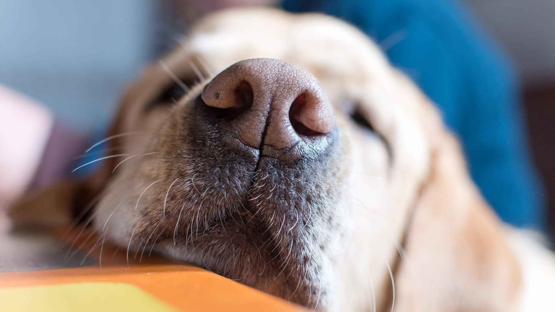 Why Is My Dog Blowing Air Out of the Nose: Reasons Guide